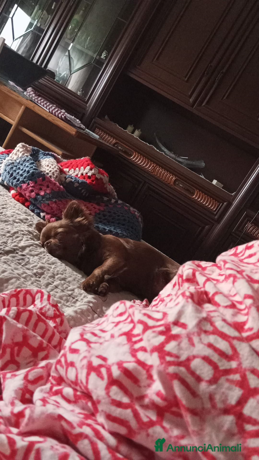 Chihuahua cani per accoppiamento: Isyde cerca fidanzato per fare cuccioli  a Città metropolitana di Milano - Immagine 1