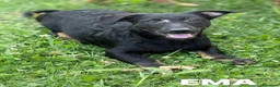 Meticcio cani in regalo: EMA, la cucciola più dolce (e nanetta) di tutti! - Annuncio 2