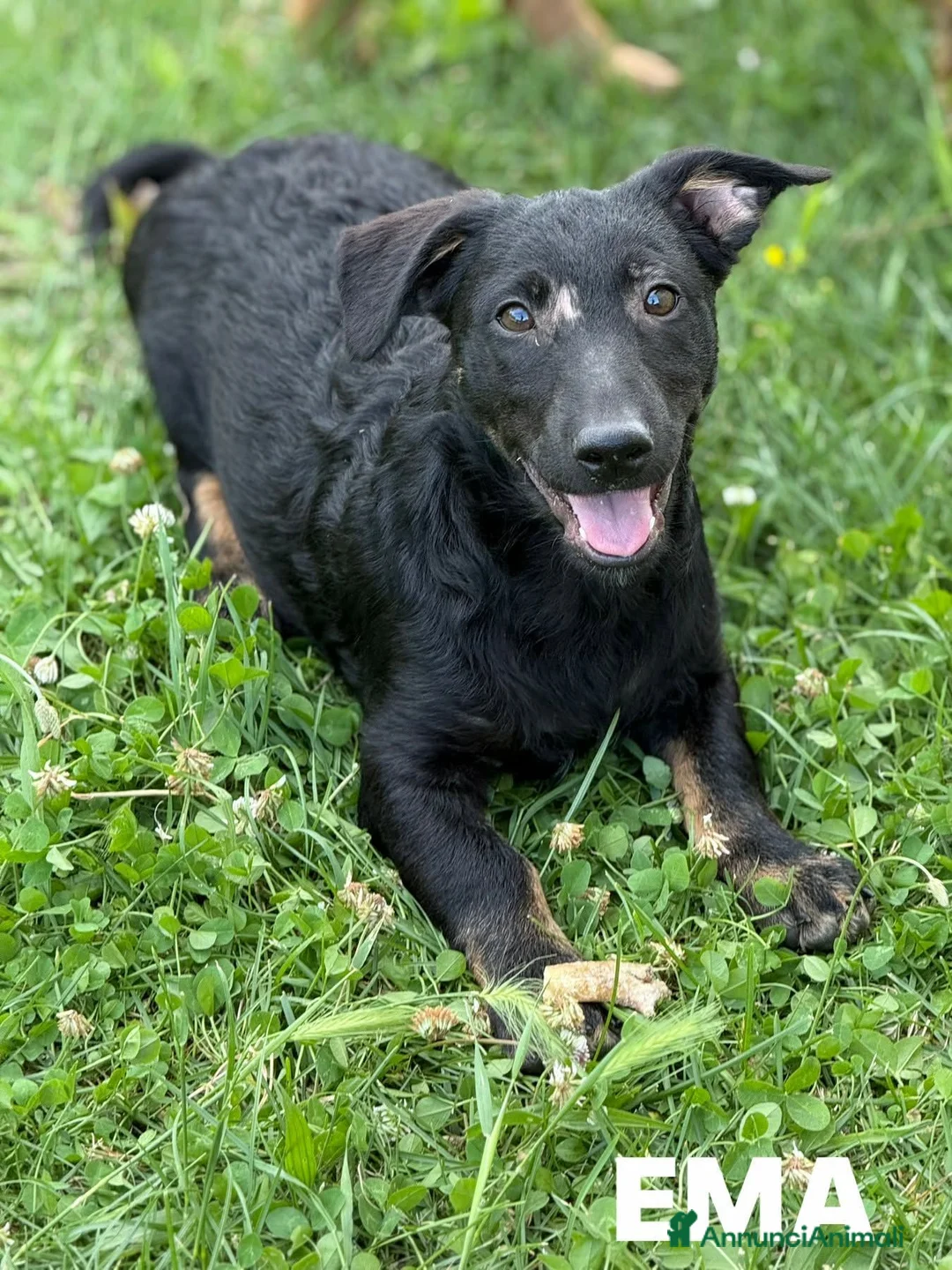 Meticcio cani in regalo: EMA, la cucciola più dolce (e nanetta) di tutti! - Annuncio 2