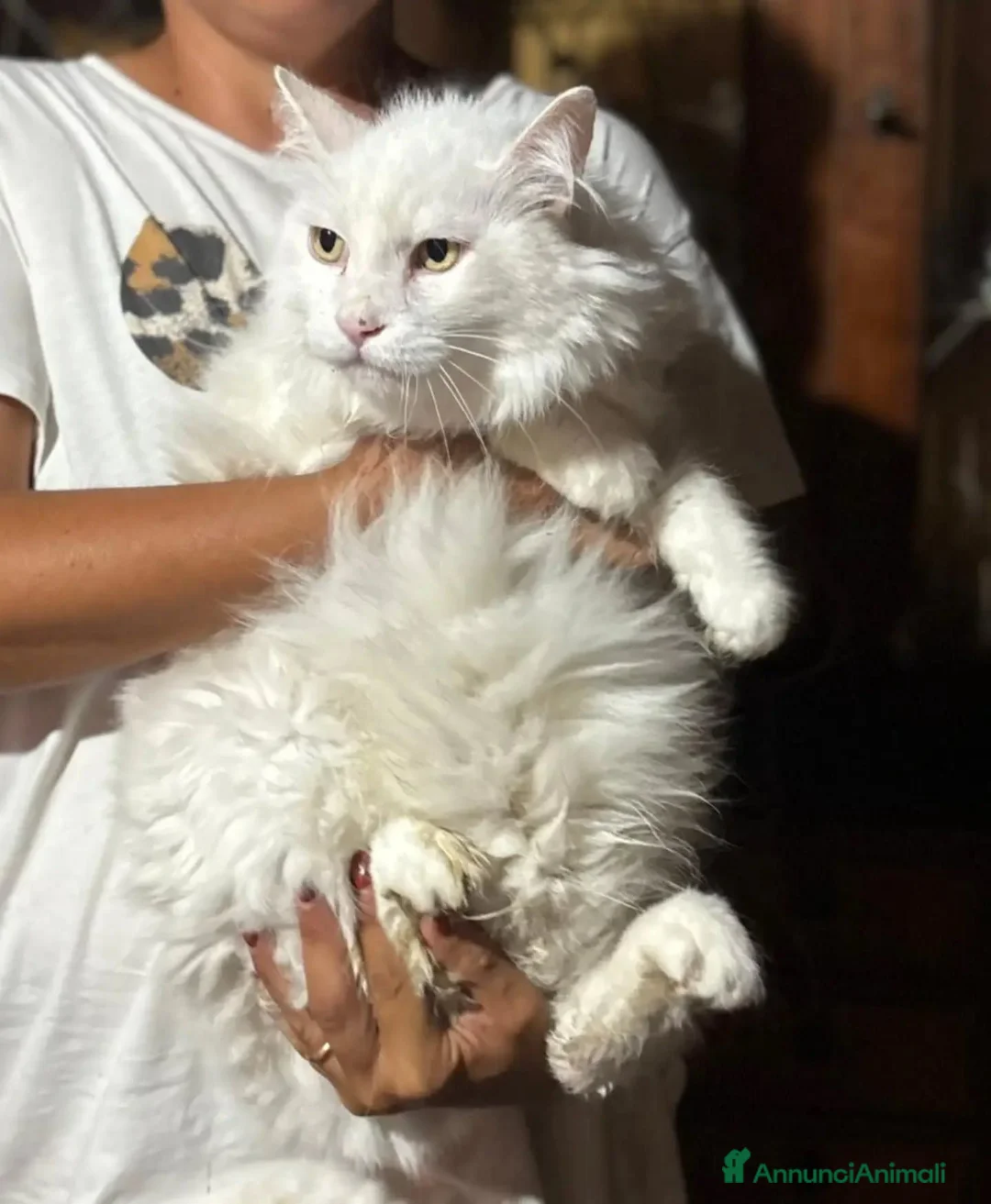 Meticcio gatti in regalo: Dante bellissimo micione bianco cerca casa - Annuncio 2