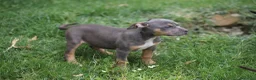 Pitbull cani in vendita: Cuccioli Pit Bull pronta consegna  - Annuncio 33