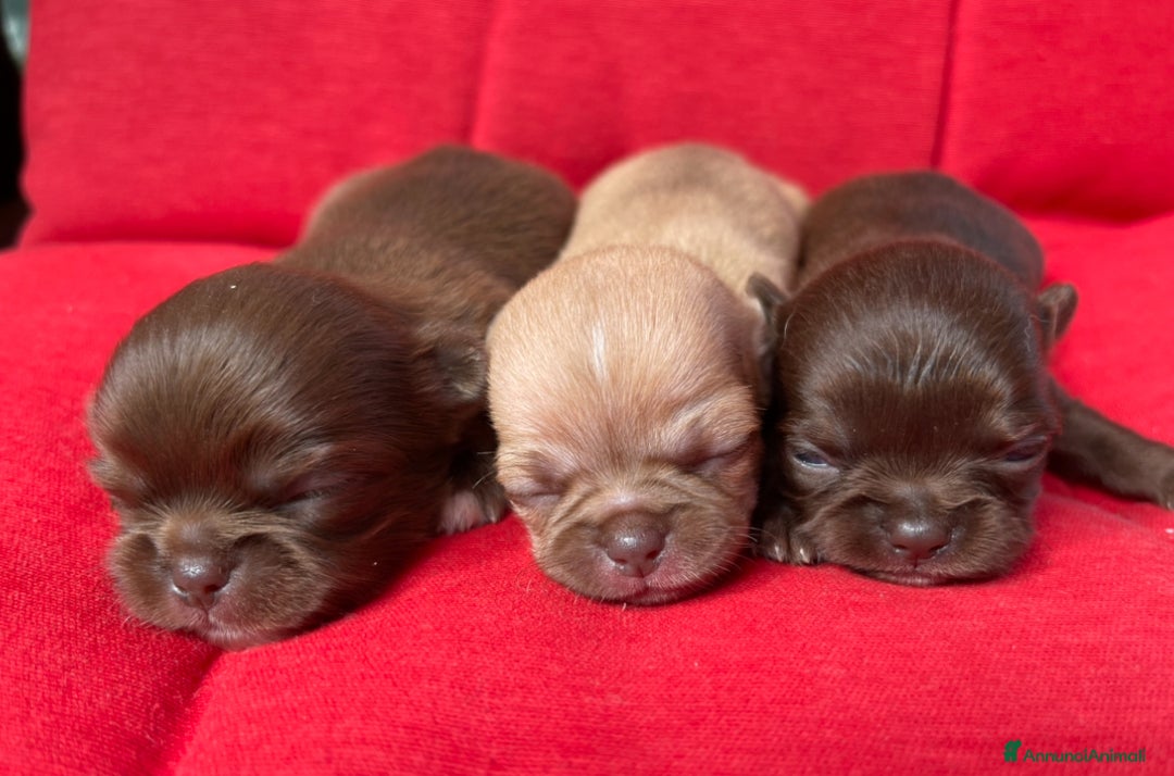 Chihuahua cani in vendita: Chihuahua femmina pelo lungo occhi chiari pedigree a Città Metropolitana di Torino - Immagine 2