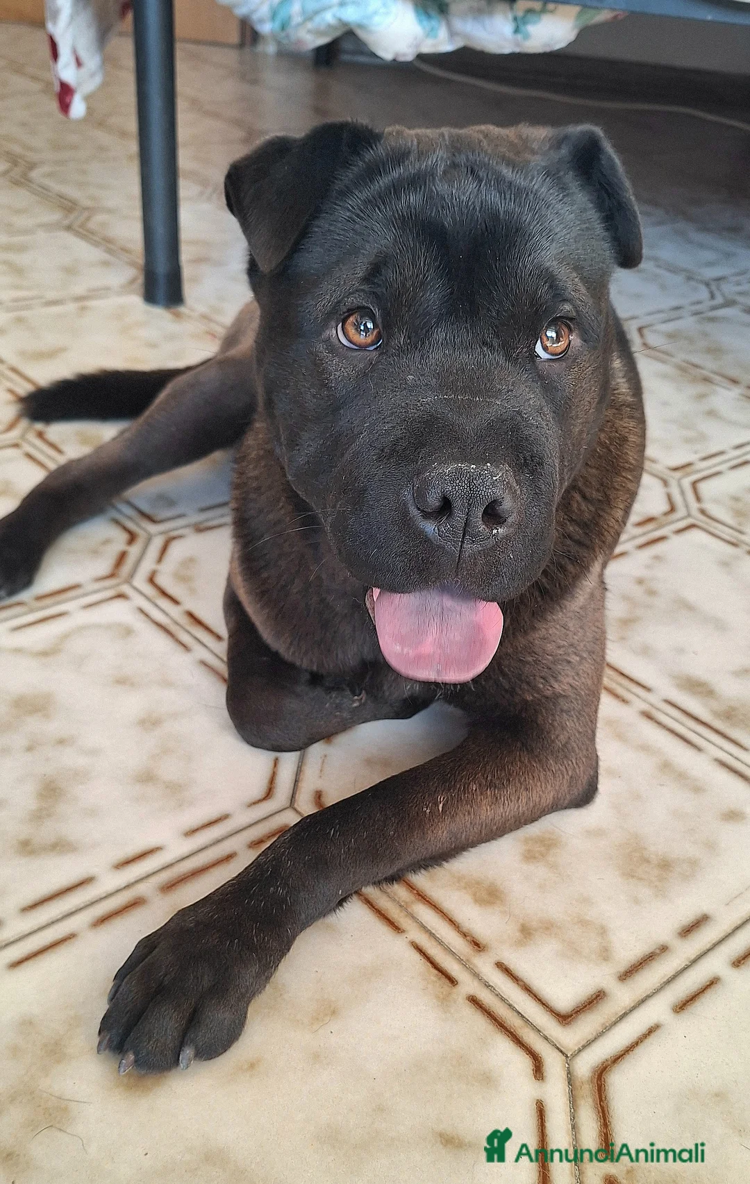 Shar Pei cani in regalo: Puma 1 anno mix sharpei - Annuncio 4