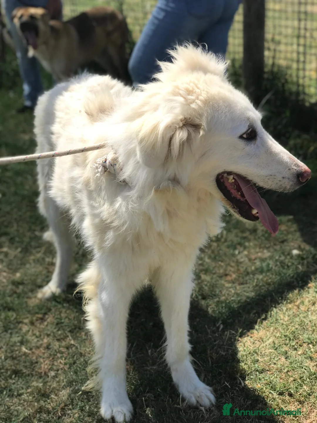 Pastore Maremmano cani in regalo: ULL il Maremmano in adozione  a Provincia di Latina - Annuncio 4