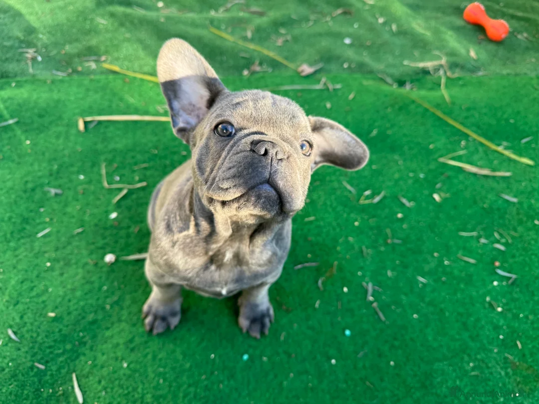 Bulldog Francese cani in vendita: Bulldog francese blue e blue merle  - Annuncio 11