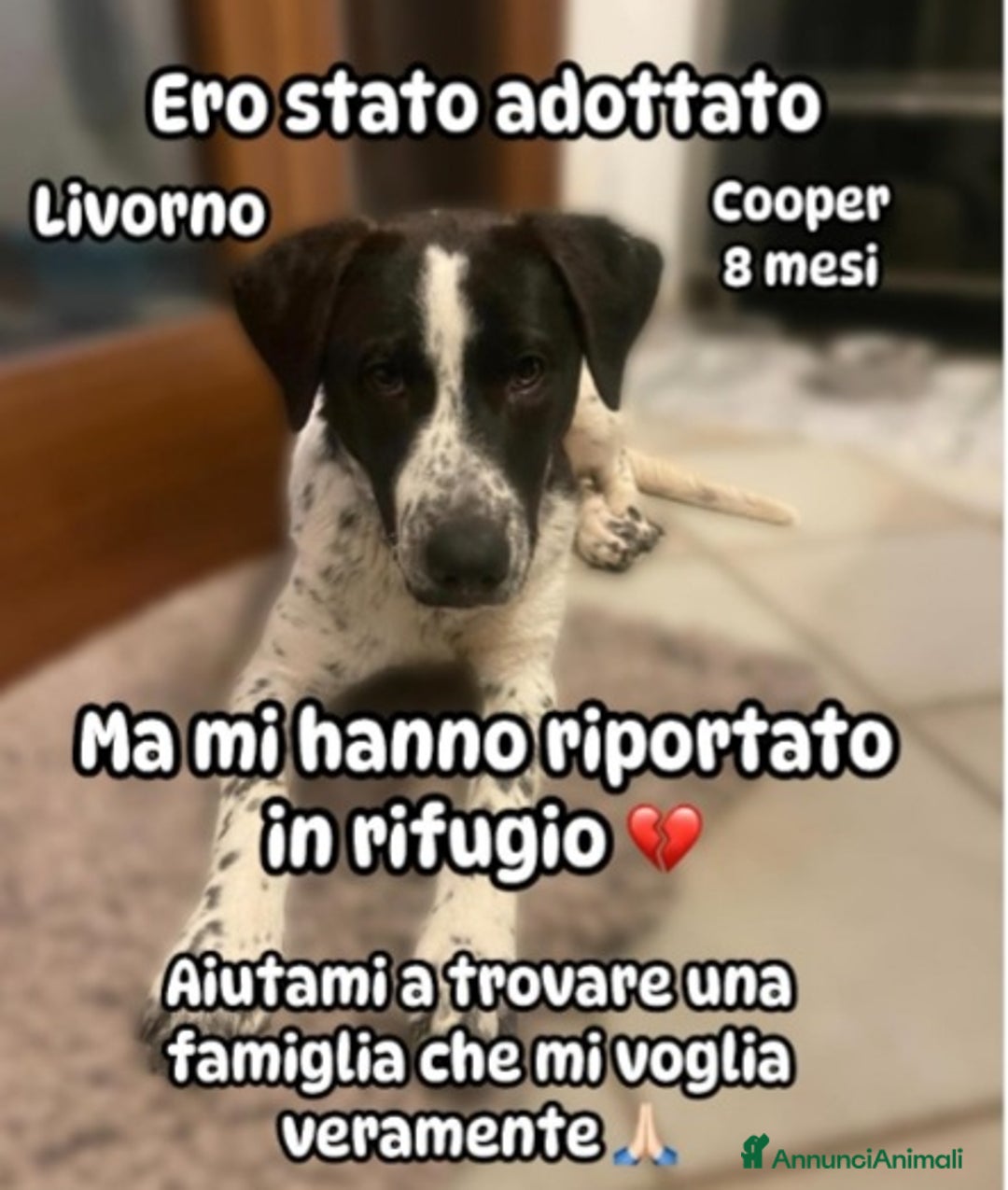 Meticcio cani in regalo: Cooper 8mesi RIPORTATO IN CANILE!!! LIVORNO HELP a Città metropolitana di Milano - Annuncio 1