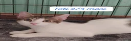 Europeo gatti in regalo: S.o.s. micini da salvare  a Città Metropolitana di Bologna - Annuncio 4