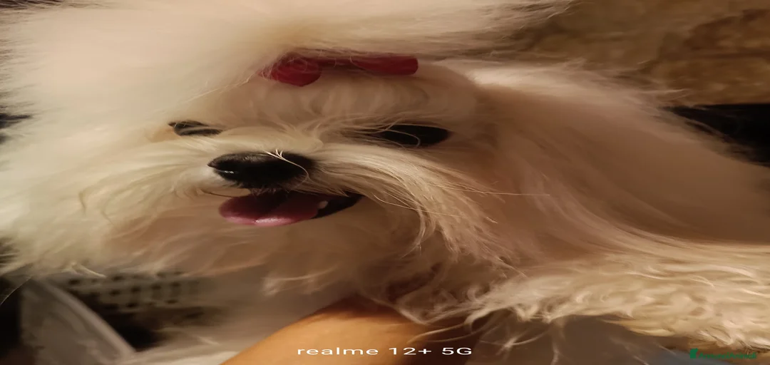 Immagine della galleria {{count}}