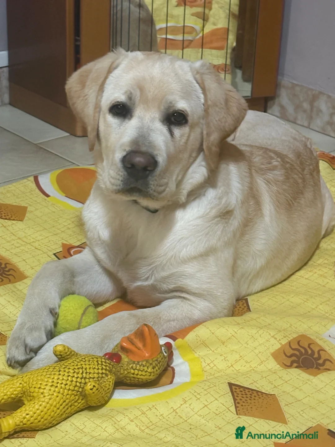 Labrador cani in regalo: Lucky a Provincia di Brescia - Annuncio 2