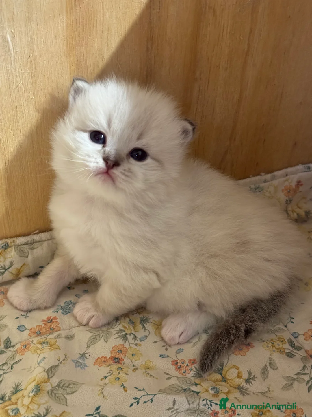 Siberiano gatti in vendita: Allevamento Lo Scrigno di Diamanti - Annuncio 4