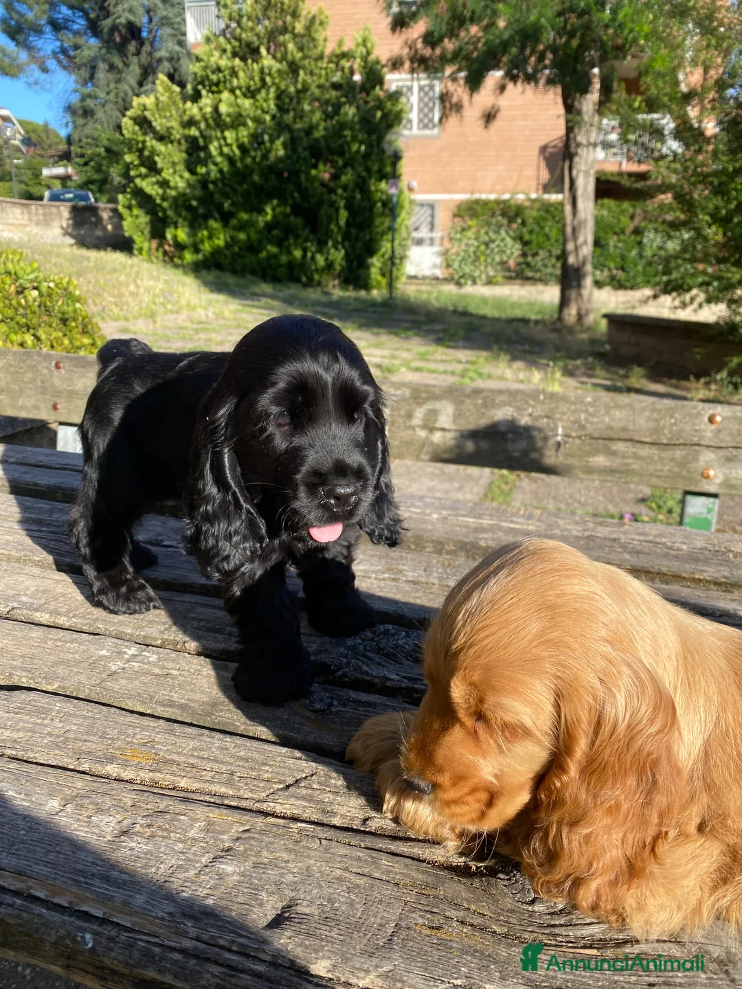 Cocker cani in vendita: Splendida cucciola cocker con pedigree enci  - Annuncio 2