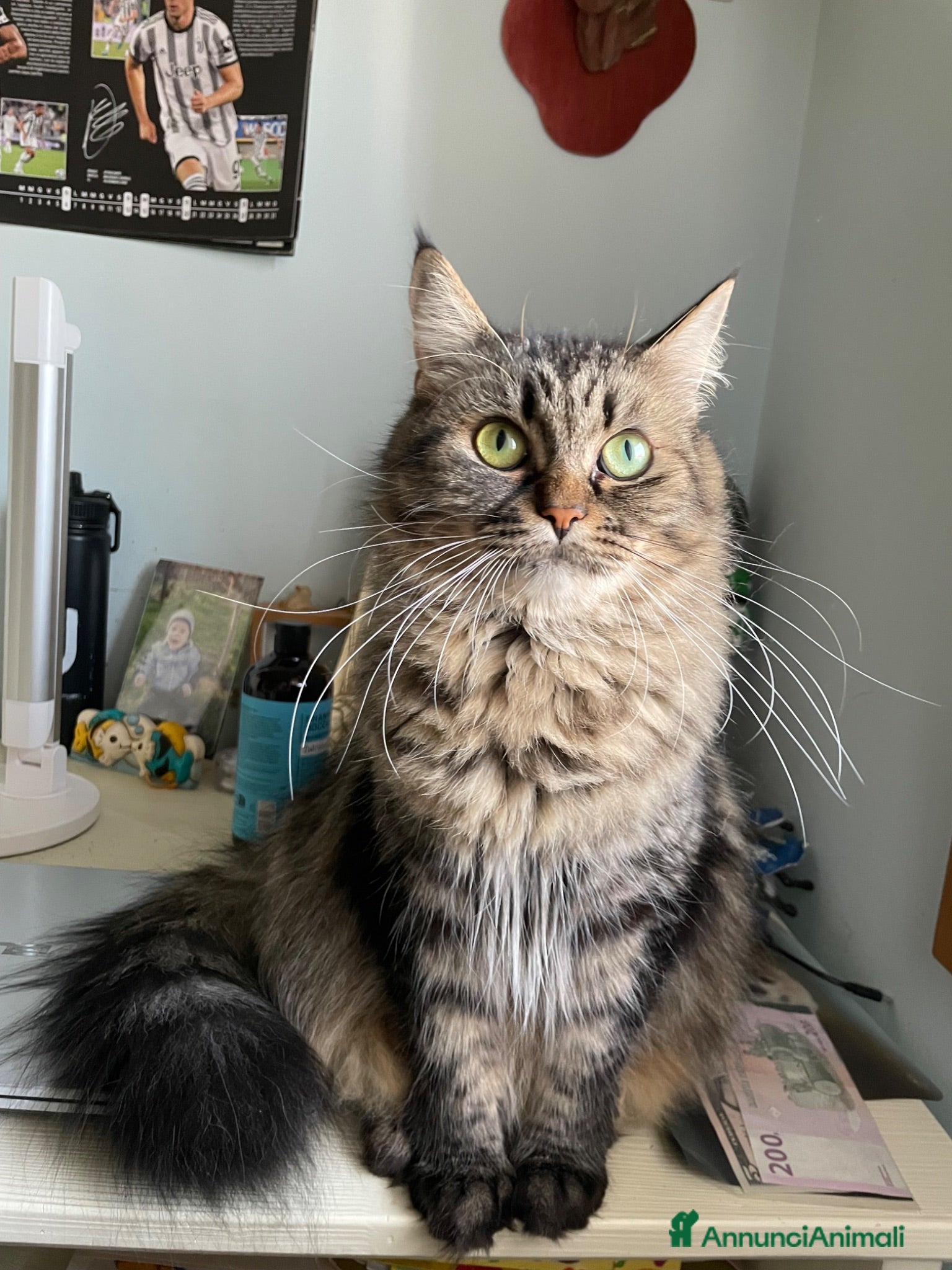 Siberiano gatti Gattina siberiana - Annuncio 7
