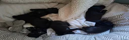 Meticcio cani in vendita: CUCCIOLI METICCI  a Ente di decentramento regionale di Udine - Annuncio 4