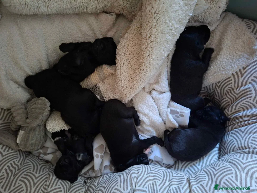Meticcio cani in vendita: CUCCIOLI METICCI  a Ente di decentramento regionale di Udine - Annuncio 4