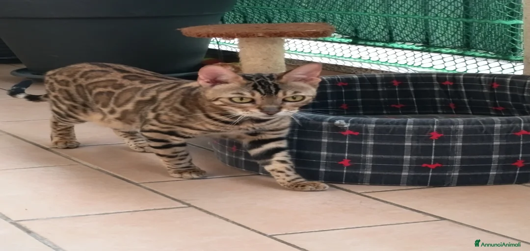 Immagine della galleria {{count}}