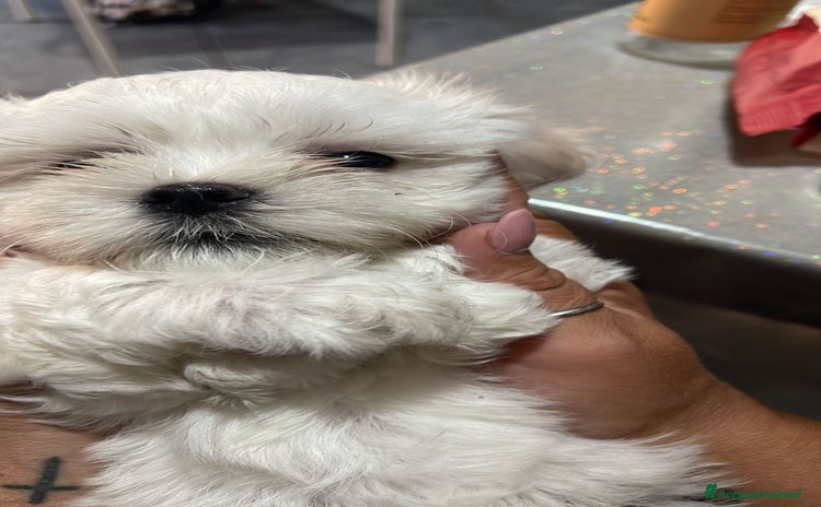 Maltese cani a Città Metropolitana di Napoli - Annuncio 4
