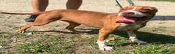 Pitbull cani in regalo: BONNIE PIT - Annuncio 8