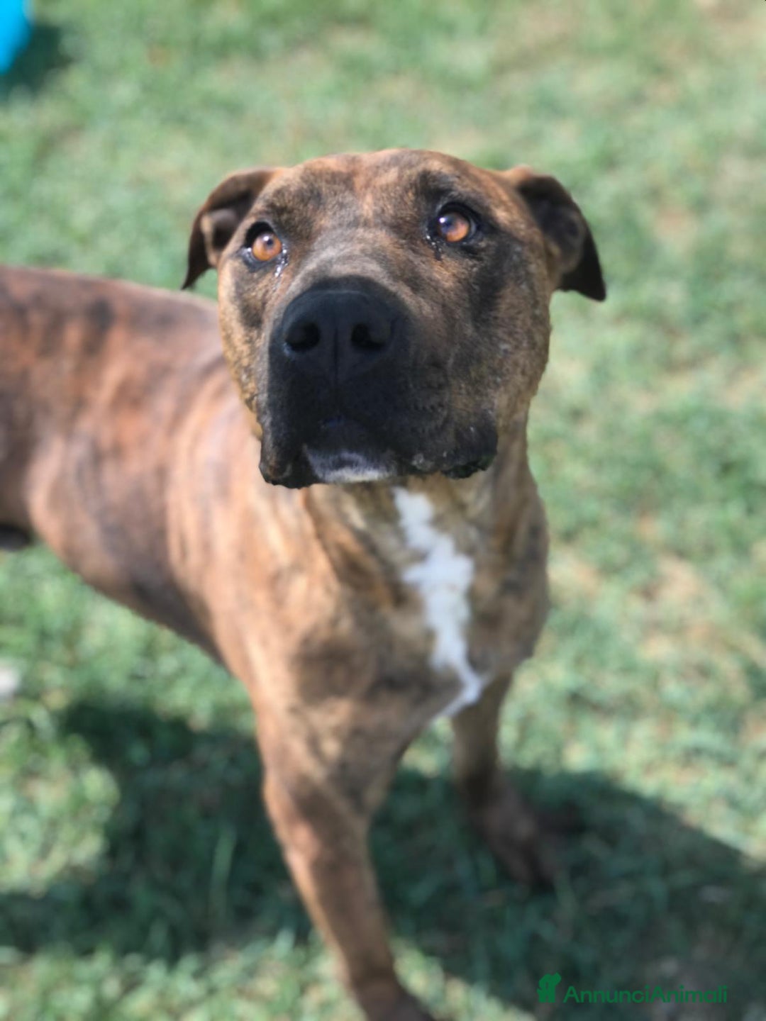 Meticcio cani in regalo: Massi, derivato boxer in adozione a Provincia di Latina - Annuncio 3