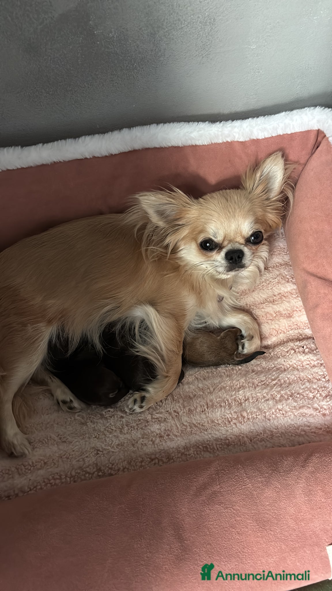 Chihuahua cani Chihuahua pelo lungo  - Annuncio 1