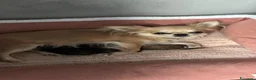 Chihuahua cani in vendita: Chihuahua pelo lungo  - Annuncio 1