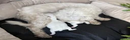 Maltese cani in vendita: Maltese Disponibile trequartidiluna - Annuncio 5