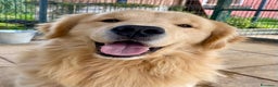Golden Retriever cani in vendita: cuccioli golden americano 100% - Annuncio 4