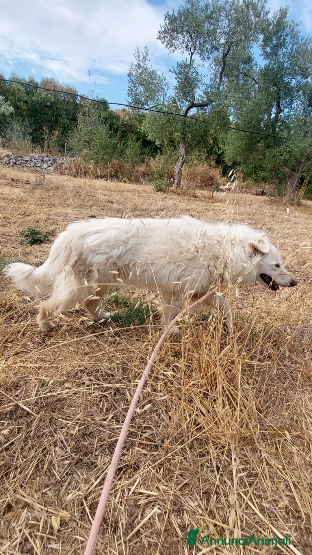Meticcio cani in regalo: Nonna Penny Cerca Famiglia. Info Monica 3890238584 - Annuncio 16