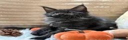 Maine Coon gatti in vendita: Cucciole Maine coon - Annuncio 3