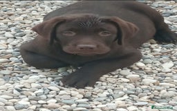 Labrador cani in vendita: Labrador cioccolato cucciolo a Provincia di Pordenone - Immagine 2