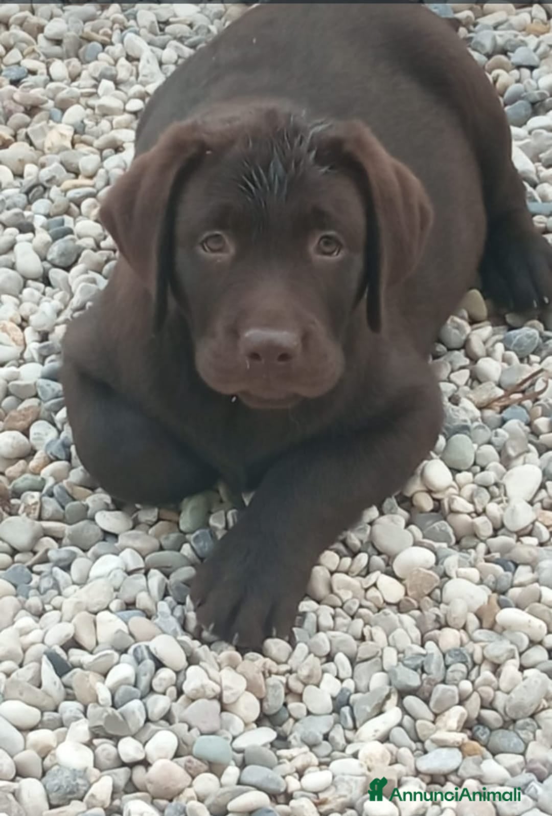 Labrador cani in vendita: Labrador cioccolato cucciolo a Provincia di Pordenone - Immagine 2
