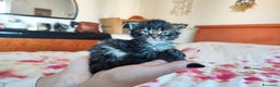 Maine Coon gatti in vendita: Cuccioli Maine Coon  - Annuncio 4