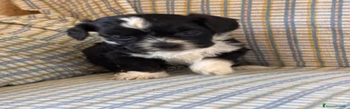 Shihpoo 1