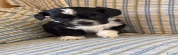 Shihpoo cani in vendita: Cuccioli di cane Shihpoo - Annuncio 4