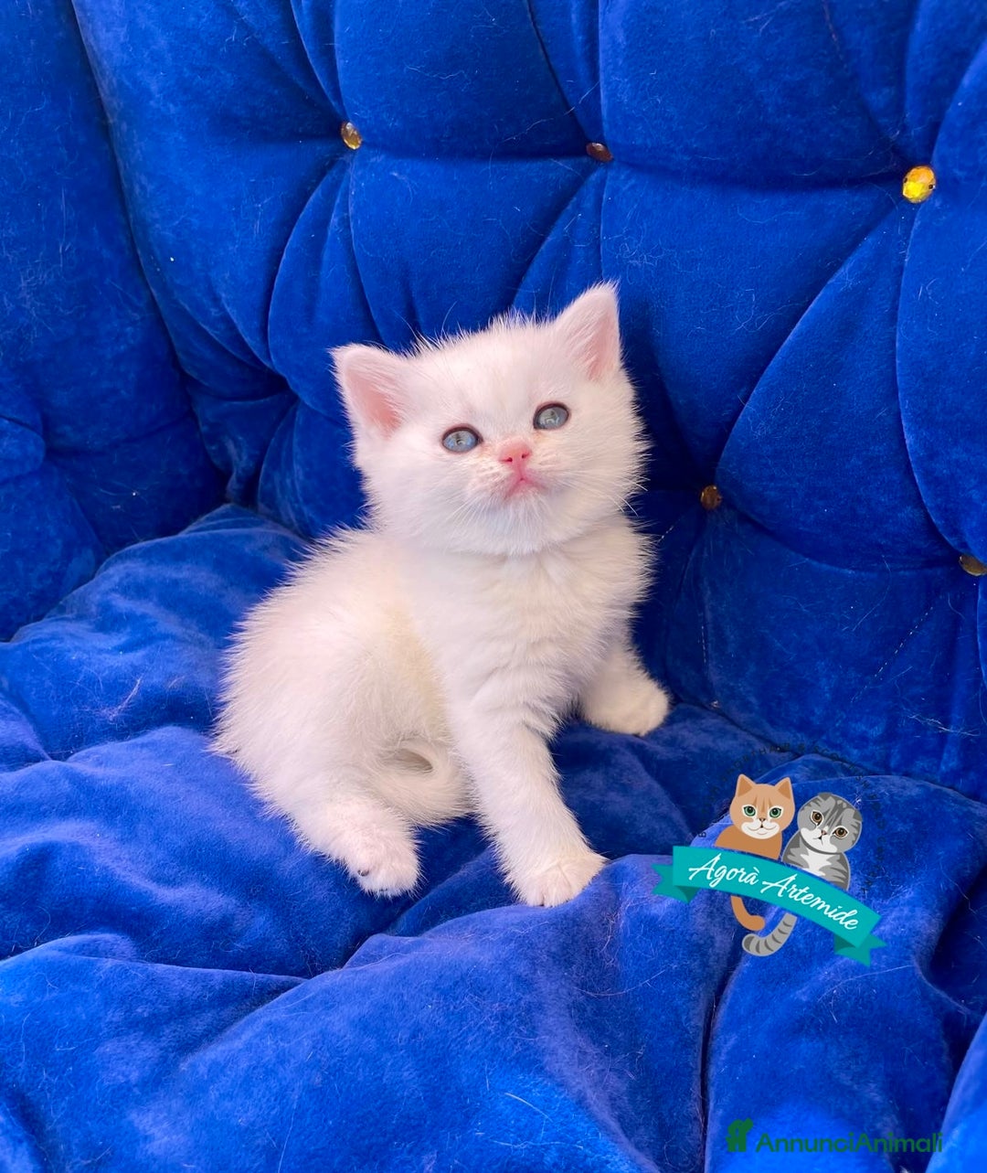 Scottish gatti in vendita: Scottish Fold Enfi Cuccioli Disponibili - Immagine 3