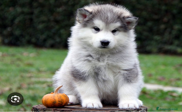 Alaskan Malamute cani a Provincia di Ravenna - Annuncio 6