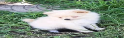 Spitz cani in vendita: Cuccioli di Spitz  - Annuncio 4
