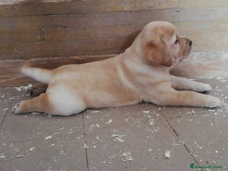 Labrador cani Labrador - Annuncio 5