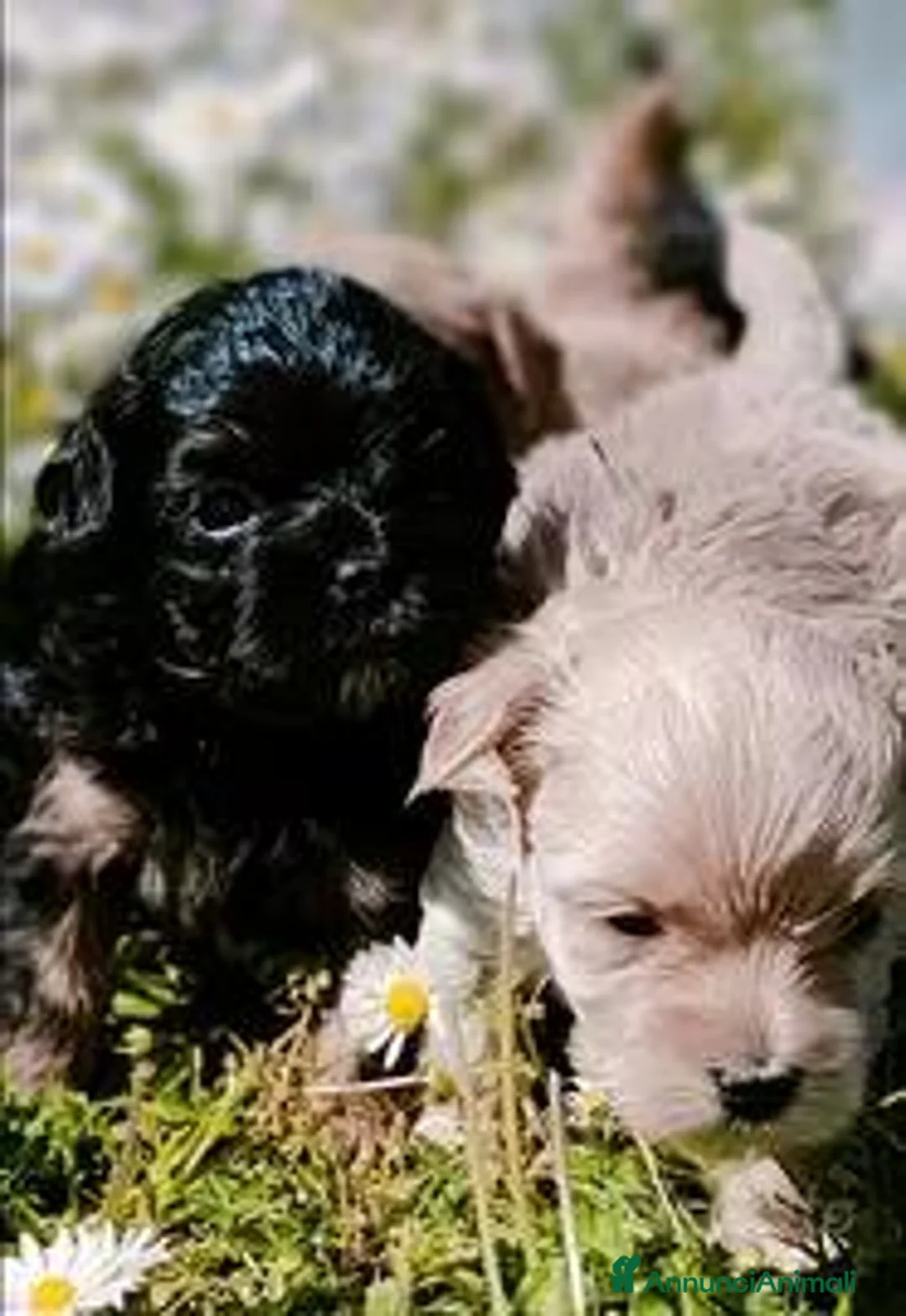 Maltipoo cani in vendita: Cuccioli maltipoo - Annuncio 6