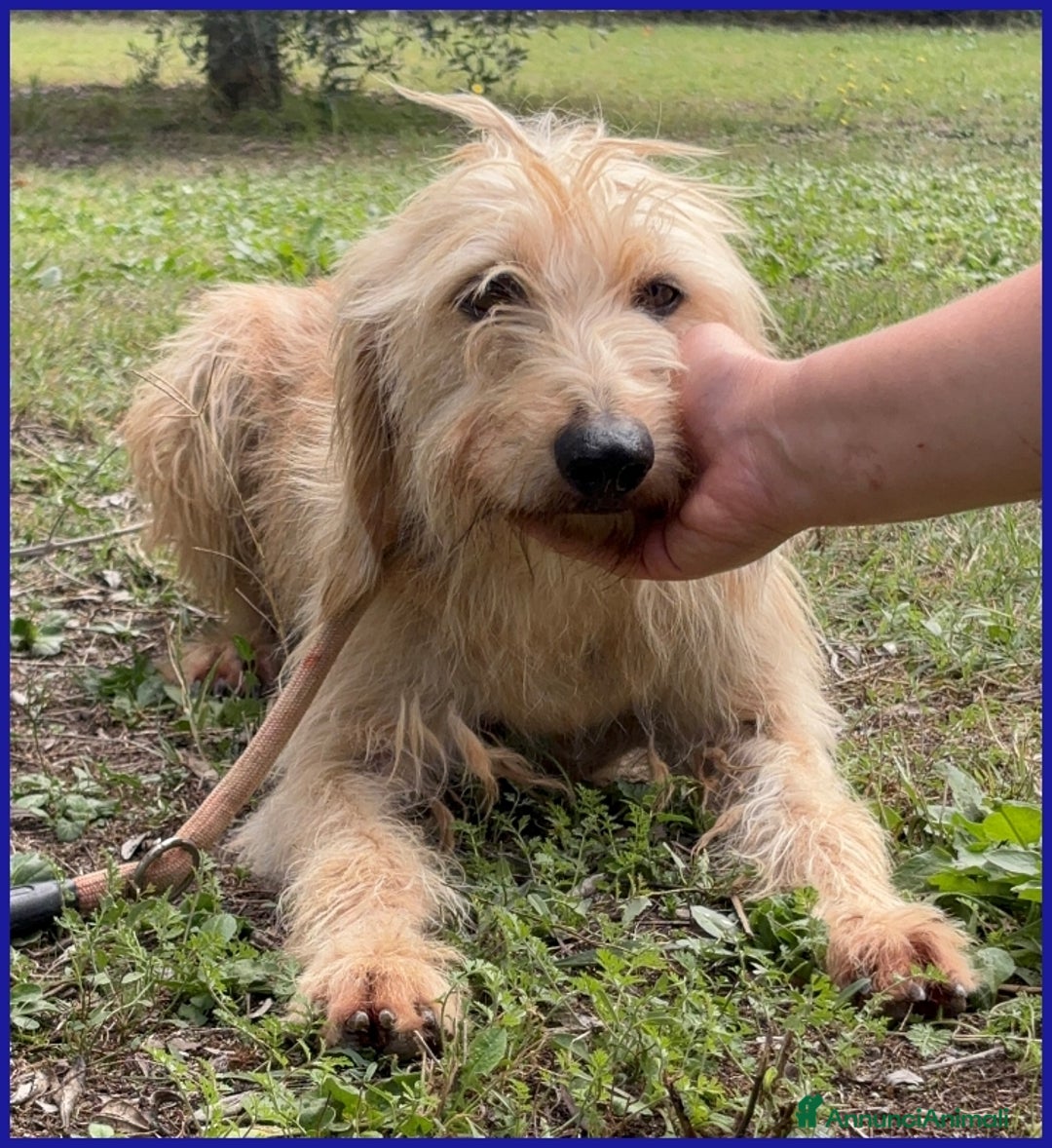 Spinone cani in regalo: GIACOMO, 4 ANNI, E' PRONTO PER UNA FAMIGLIA TUTTA  - Annuncio 2