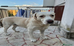 Labrador cani per accoppiamento: Labrador maschio cerca compagna per accoppiamento - Immagine 4