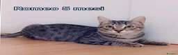 Altre razze gatti in regalo: GATTINI: SIAMO AL COLLASSO! a Città Metropolitana di Firenze - Annuncio 12