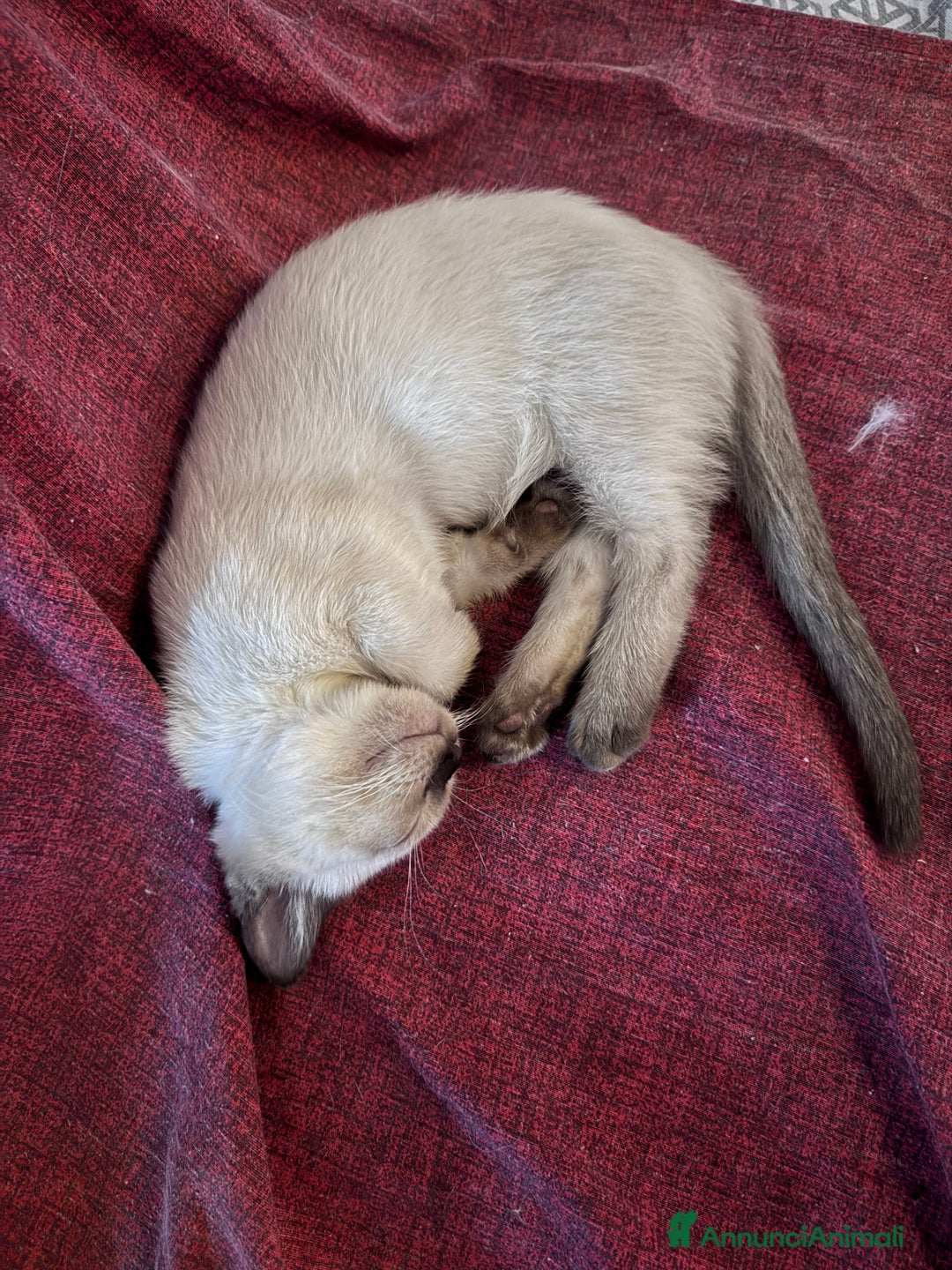 Munchkin gatti in vendita: Mini gatti Munchkin - Annuncio 6