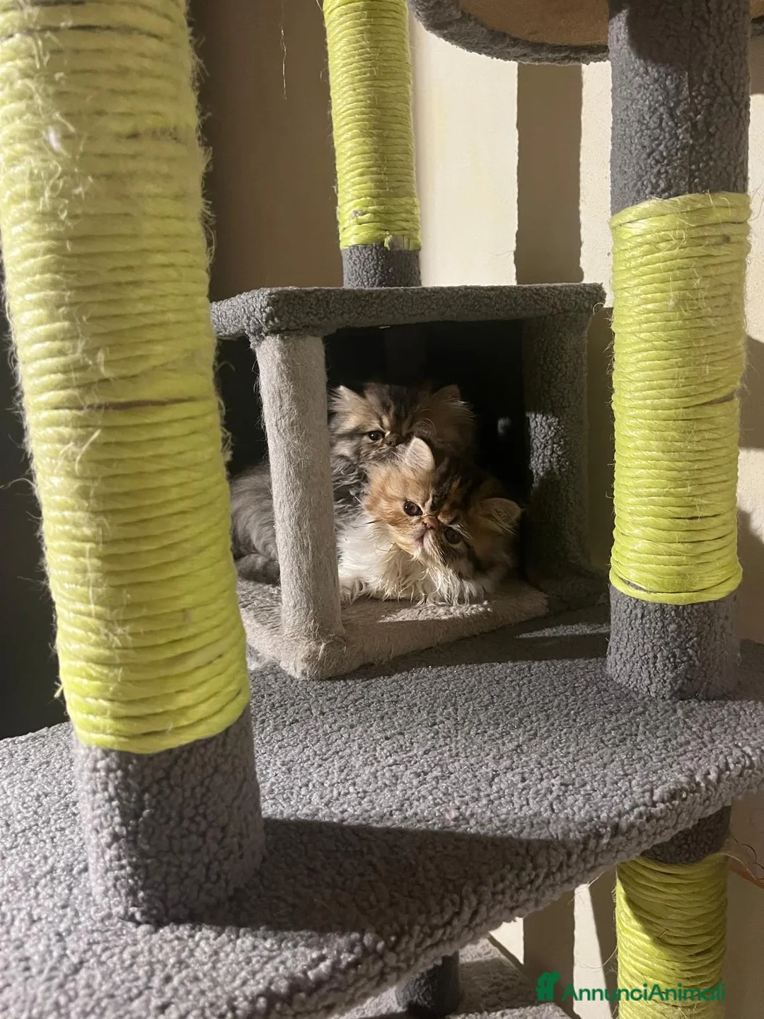 Persiano gatti in vendita: Gattina Persiana di 2 mesi - Annuncio 2