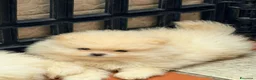 Spitz cani in vendita: Cuccioli di spitz Pomerania  - Annuncio 2