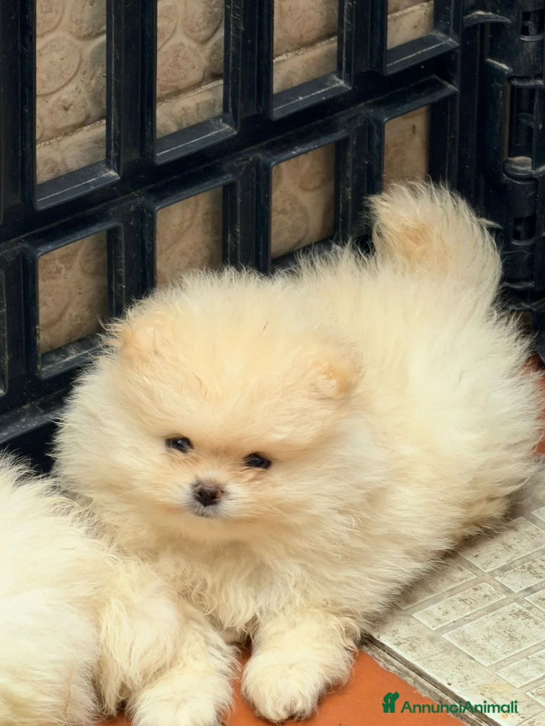 Spitz cani in vendita: Cuccioli di spitz Pomerania  - Annuncio 2