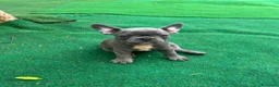 Bulldog Francese cani in vendita: Cuccioli bulldog francese esotici  a Libero consorzio comunale di Siracusa - Annuncio 9