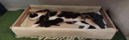 Altre razze gatti in regalo: Gattini in cerca di amore e una casa  a Provincia di Perugia - Annuncio 2