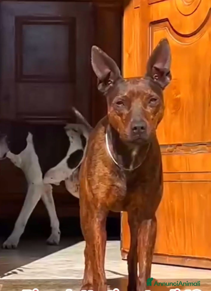 Meticcio cani in regalo: Syson 4anni tigratino 12/13kg SOS CASERTA - Annuncio 2