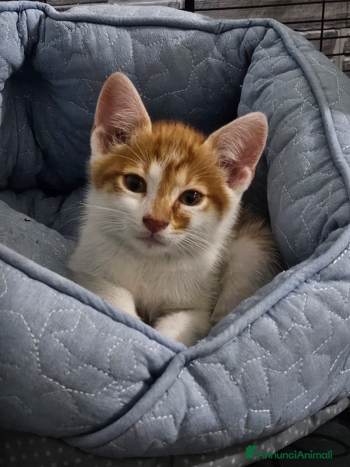 Altre razze gatti ROMEO CERCA CASA 🏡 - Annuncio 1