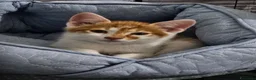 Altre razze gatti in regalo: ROMEO CERCA CASA 🏡 - Annuncio 1